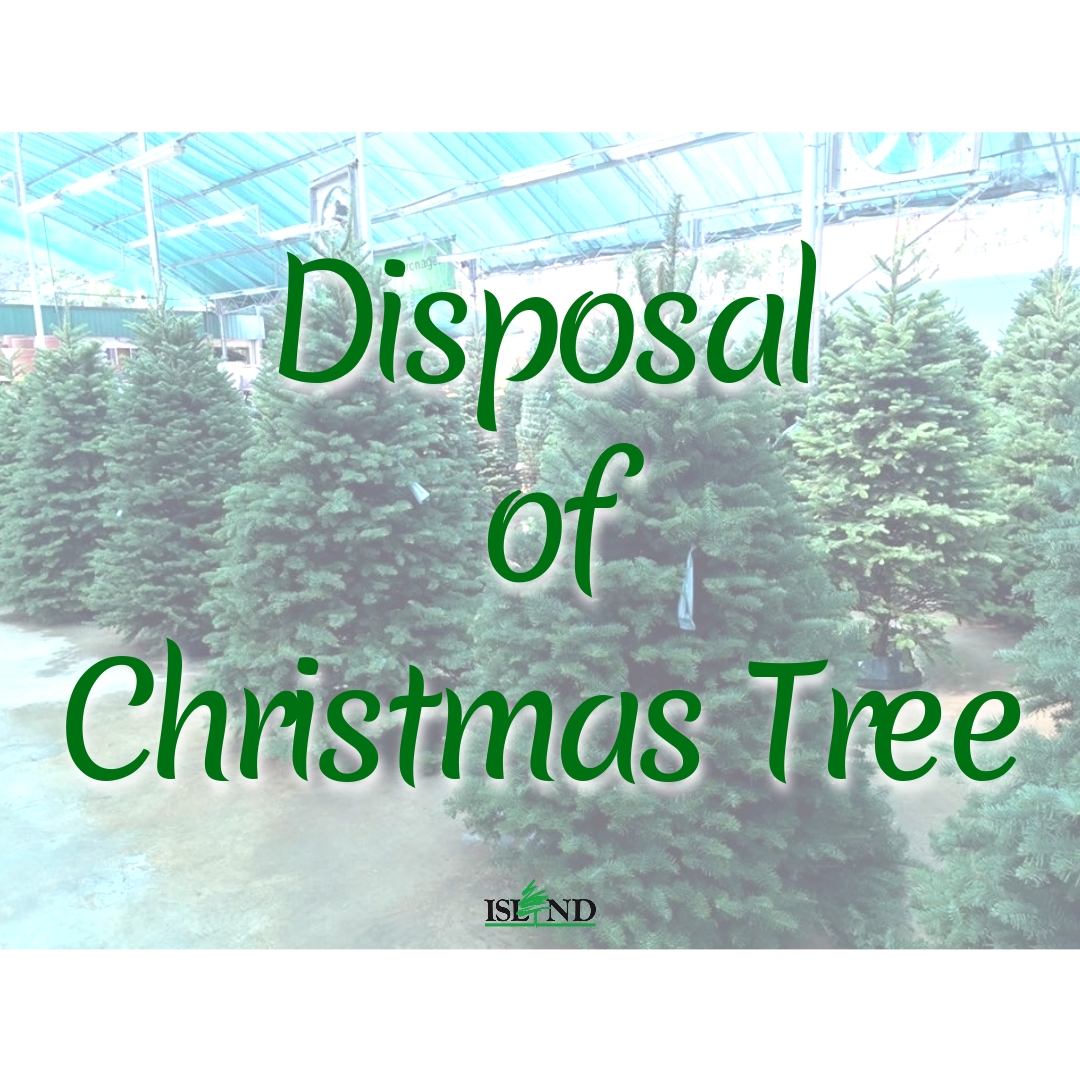 DISPOSAL OF CHRISTMAS TREE
